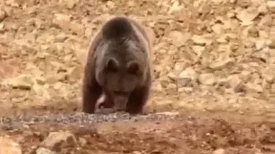 Gümüşhane'nin Şiran ilçesinde vatandaşlar yol kenarında yiyecek arayan ayıya hamsi verdi