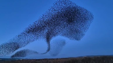 Tekirdağ'da binlerce sığırcık gökyüzünde senkronize dans sergiledi