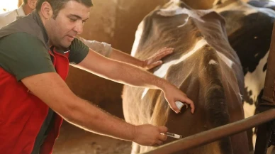 Denizli’de 251 bin hayvan şap hastalığına karşı aşılandı