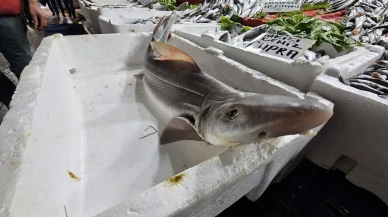 Elazığ'da köpek balığı satışı vatandaşların ilgisini çekti