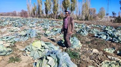 Yozgat'ta baba ve oğul 30 yıldır organik lahana yetiştiriyor