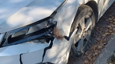 Erzurum'un İspir ilçesinde yola çıkan boz ayı otomobile çarparak hasara neden oldu