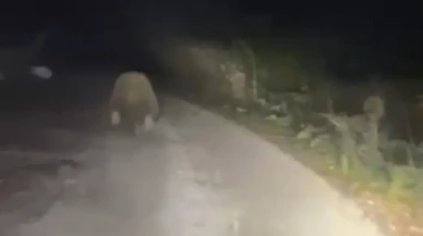 Bolu'da aracın ışıklarından korkan ayı panikle kaçtı