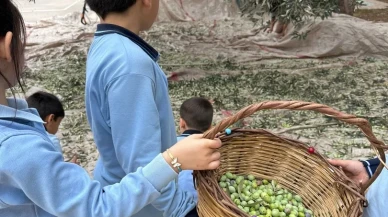 Aydın'da minikler zeytinin ağaçtan sofraya yolculuğunu uygulamalı öğrendi