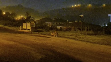 Çakallar Bartın şehir merkezinde sürü halinde görüldü
