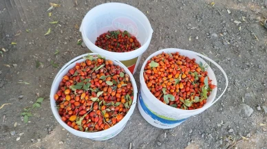 Erzincan'da kış hazırlıkları için kadınlar kuşburnu topluyor ve işliyor