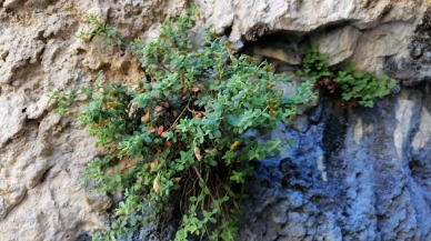 Malatya’daki endemik bitki sarı kantaronun ötesinde antimikrobiyal ve antioksidan etkiye sahip