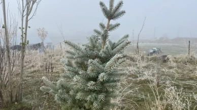 Ağrı'nın Patnos ilçesinde gece sıcaklıklarının düşmesiyle kırağı oluşumu etkisini gösterdi