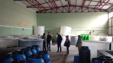 Didim'de organik zeytin ve zeytinyağı üretim alanları denetlendi