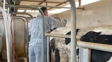 Aydın'da şap hastalığına karşı 565 bin 687 doz aşı uygulandı