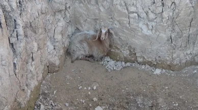 Uşak'ta dört metrelik çukura düşen keçi itfaiye ekiplerince kurtarıldı