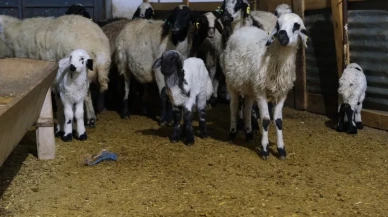 Erzincan’da yılın ilk kuzularının doğması üreticilere umut oldu