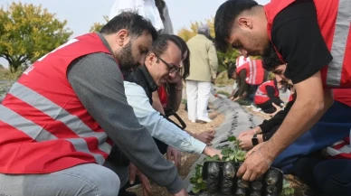 Malatya’da çilek yetiştiriciliği için hibe destekli proje hayata geçirildi