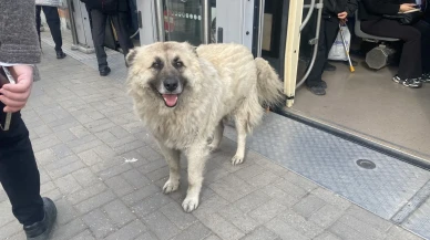 Eskişehir'de tramvaya binen köpek ve onu seven çocuk herkesi gülümsetti