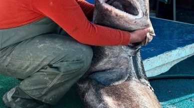 Yalova açıklarında 4 metre uzunluğunda pamuk cinsi köpek balığı balıkçının ağına takıldı