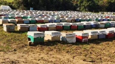 Söke'de gezginci arıcıların arılı kovan tespitleri tamamlandı