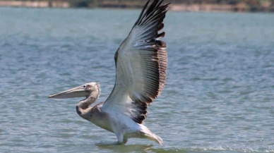 Azap Gölü’nde oltaya takılan tepeli pelikan balıkçılar tarafından kurtarıldı