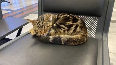 Eskişehir Tren İstasyonu'nda oturaklarda uyuyan kediler yolcuların ilgisini çekiyor