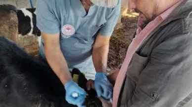 Karpuzlu'da hayvan sağlığı için aşılama ve denetimler sürüyor