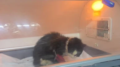 Bilecik'te distal oblik kırığı tespit edilen sokak kedisi başarılı operasyonla sağlığına kavuştu