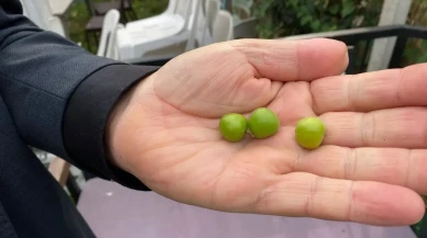 Sinop'ta kasım ayında erik ağacı çiçek açıp meyve verdi