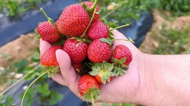 Manisa’nın Köprübaşı ilçesinde çilek üretimi dört mevsim sürüyor