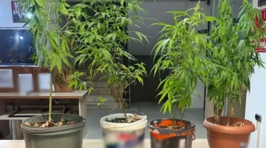 Afyonkarahisar'da polis saksıda yetiştirilen kenevir ve uyuşturucu maddeler ele geçirdi