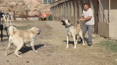 kurtların yerleşim yerlerine yaklaşması uzmanlara göre doğanın bir uyarısı