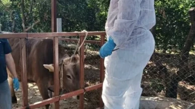 Nazilli'de şap hastalığıyla mücadele çalışmaları üç mahallede yoğun şekilde sürüyor