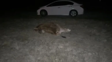 Çorum'un Alaca ilçesinde yola çıkan danaya çarpan otomobilde 2 kişi yaralandı