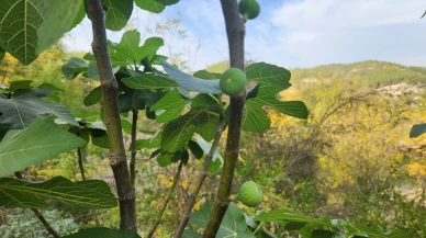 Osmaniye'nin Kadirli ilçesinde mevsim normallerinin üzerinde seyreden sıcaklıklar incir ağaçlarını şaşırttı