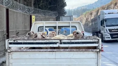 Aydın’da Hayvan Hastalıklarıyla Mücadele Için Yol Kontrolleri Sürüyor