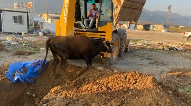 Hatay'da çukura düşen büyükbaş hayvan itfaiye tarafından kurtarıldı
