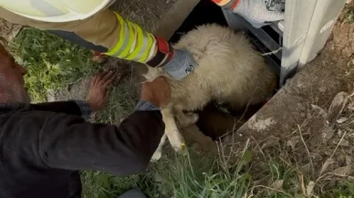 Hatay'da kuyuya düşen koyun itfaiye ekipleri tarafından kurtarıldı