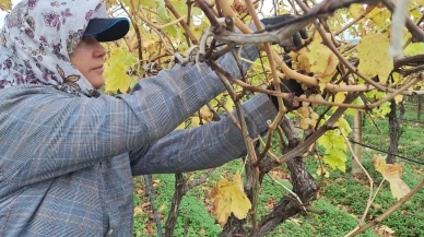 Manisa'da bağda kalan üzümler ev ekonomisine can suyu oluyor