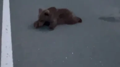 Safranbolu’da kara yolunda yaralı yavru ayı DKMP ekiplerine teslim edildi