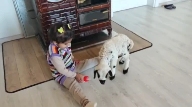 Erzincan'da annesi tarafından reddedilen kuzuya 3 yaşındaki Ezo'nun şefkati yürekleri ısıttı