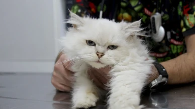 Adana’da British Longhair kedide dünyada ilk kez görülen genital anomali operasyonla düzeldi