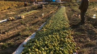 Manisa'da kırağı nedeniyle gök domatesler serada olgunlaştırıldı