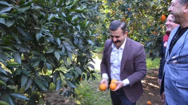 Muğla’da Köyceğiz Kaymakamı Kumcu portakal hasadına katıldı