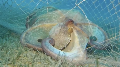 Hayalet ağlarla mücadelede 420 milyon metrekare alan taranarak 360 bin metrekare ağ çıkarıldı