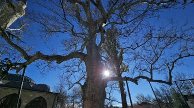 Elazığ'ın Harput Mahallesi'nde 300 yıllık çınar yıllara meydan okuyor