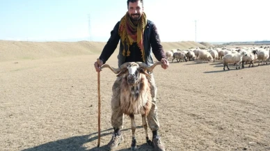 Erzincan’da üreticiler sürülerini güneşli havada meraya çıkararak yem masrafından tasarruf ediyor