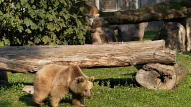 İzmir Doğal Yaşam Parkı’na siyah jaguar ve bozayı transfer edildi