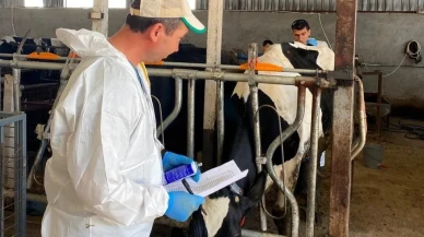 Kırklareli’nde büyükbaş hayvanlar için hastalıktan ari kontroller devam ediyor