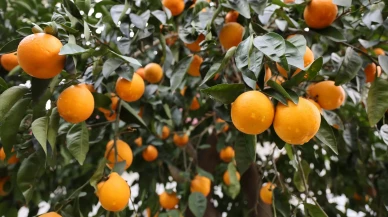 Adana'da 4 günlük yağmur çiftçiyi sevindirdi