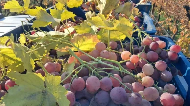 Manisa’da yeni yıl için dalından kesilen üzümler sofralara gönderiliyor