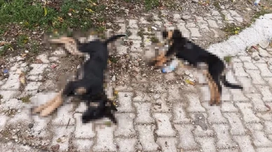 Yalvaç Belediyesi'ne art arda köpek ölümleri sonrası tepki