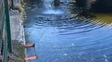 Adana’da kuraklık nedeniyle Seyhan Nehri’ndeki balıklar telef oldu