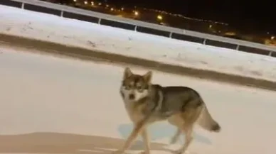 Ardahan'da şehir merkezine inen kurt vatandaşlar tarafından görüntülendi
